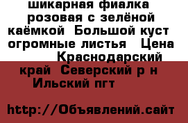 шикарная фиалка, розовая с зелёной каёмкой. Большой куст, огромные листья › Цена ­ 350 - Краснодарский край, Северский р-н, Ильский пгт  »    